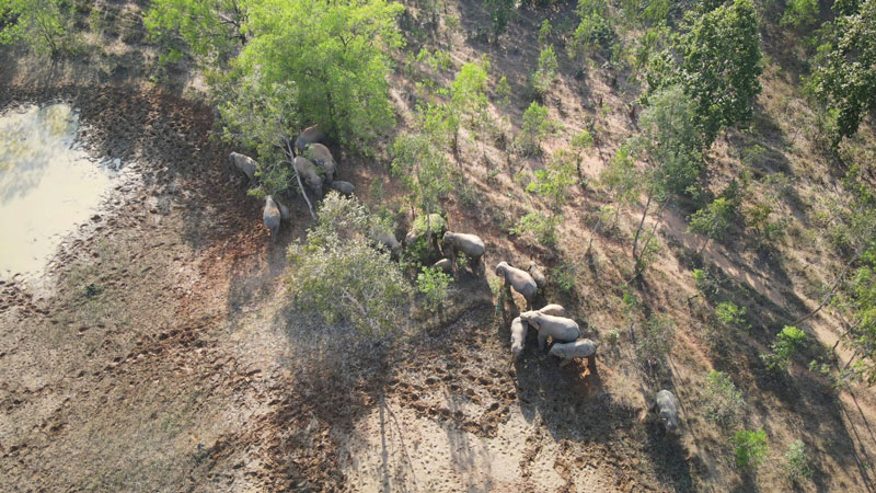 Drone capturing a wild elephant herd in Keonjhar, Odisha | Photo © Wildlife Trust of India (WTI)