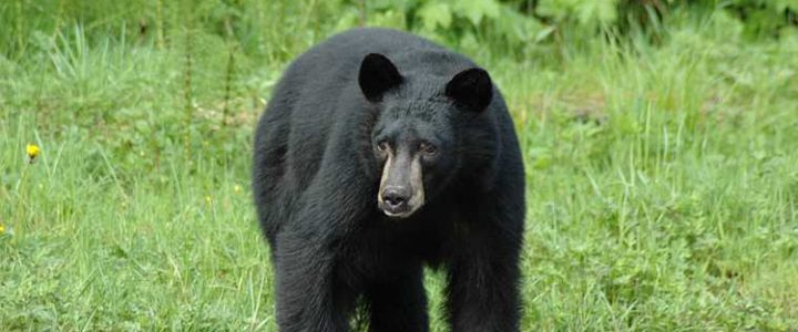 BROTHER BEAR