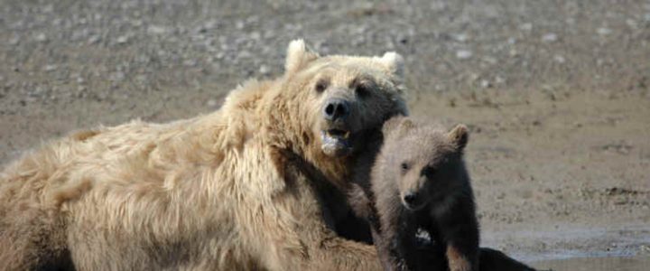 EYE ON THE NEWS: HUMAN HUNTING INFLUENCES ADAPTATION IN BEAR CUB  PARENTING