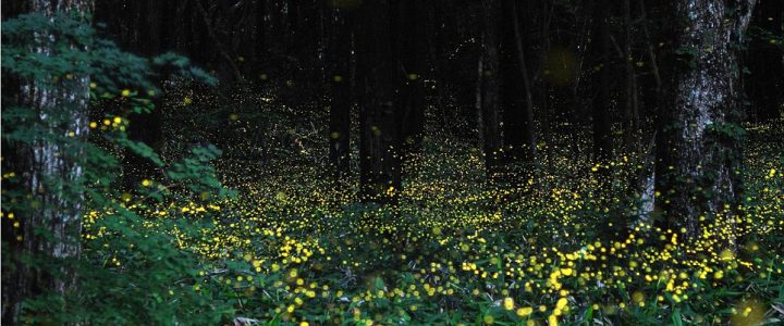Let’s Go Wildlife Watching: FIREFLY WATCHING WILL LIGHT UP YOUR LIFE
