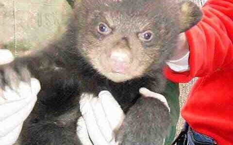 WHEN THE DEC ASKS FOR VOUNTEERS TO HELP WITH WILDLIFE PROJECTS, UNDERSTAND WHAT IT’S REALLY ABOUT