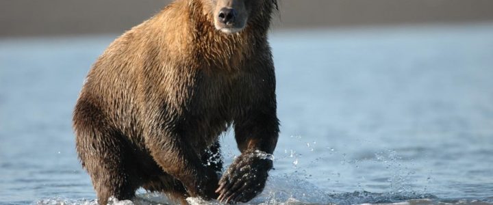 A BEAR SHOT…
