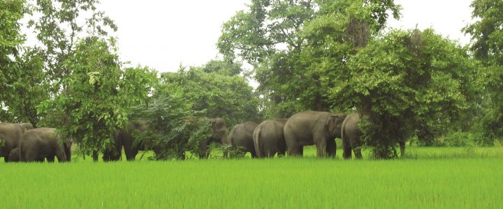 MITIGATING MAN-ELEPHANT CONFLICT IN CHHATTISGARH
